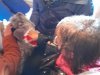 Petit_chaperon_rouge-23