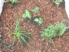 plantations_ps_cm-60