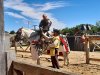 Spectacle_chevaliers-11
