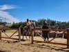 Spectacle_chevaliers-7